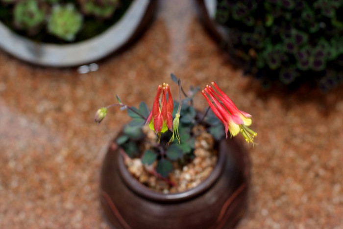 매발톱 - columbine, Aquilegia buergeriana Siebold & Zucc. var. oxysepala (Trautv. & C. A. Mey.) Kitam.