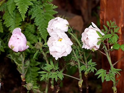 모란 사진 - Paeonia suffruticosa Andr. Photos