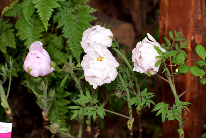 모란 - Peony blossom, Paeonia suffruticosa Andr.