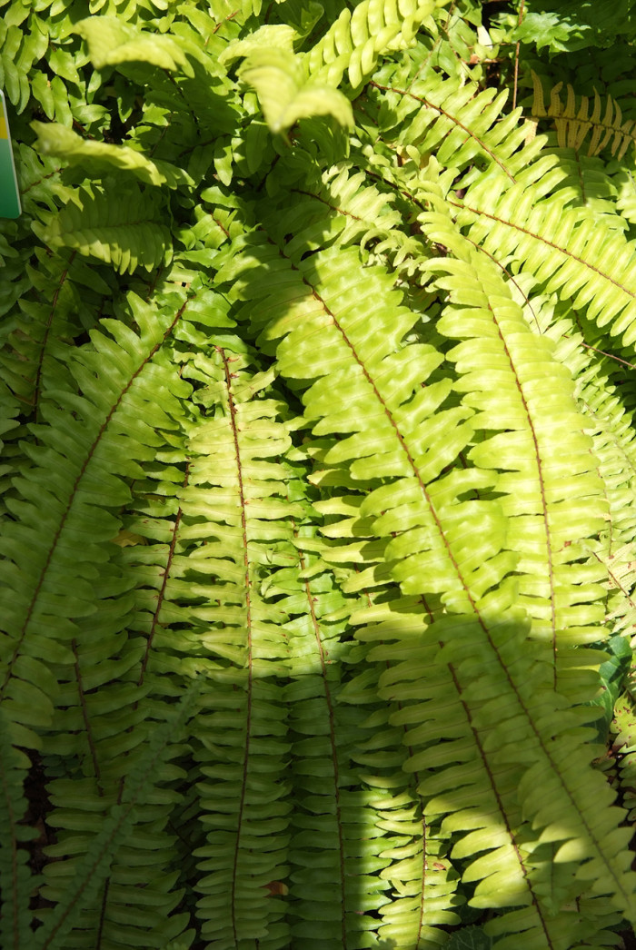 보스턴고사리 - Boston fern, Nephrolepis exaltata