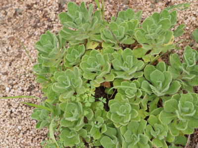 해국 사진 - Aster sphathulifolius Maxim. Photos