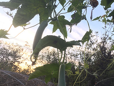 수세미오이 사진 - Luffa cylindrica Roem. Photos