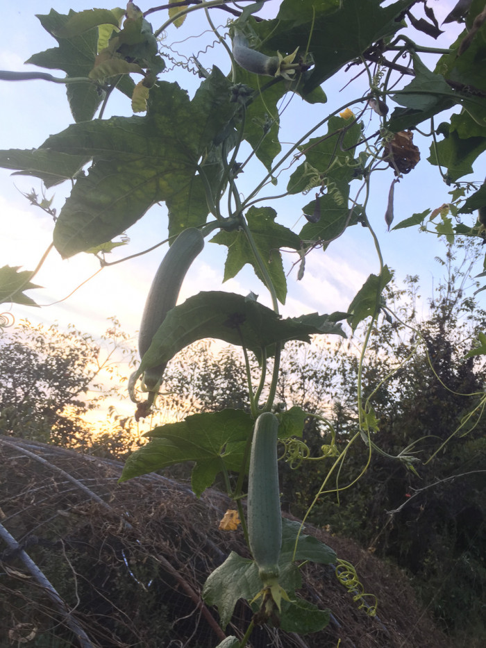 수세미오이 - Luffa cylindrica Roem.