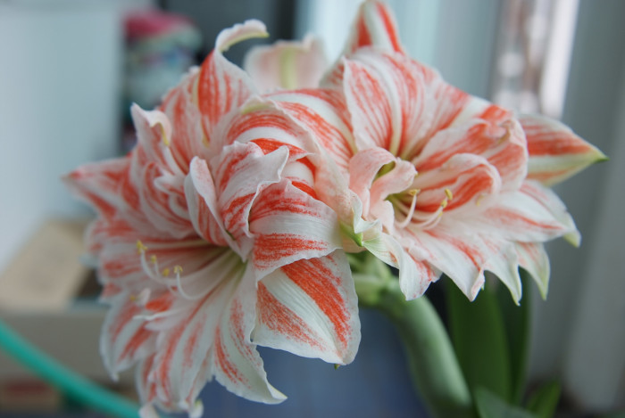 아마릴리스 - amaryllis, Hippeastrum puniceum (Lam.) Voss