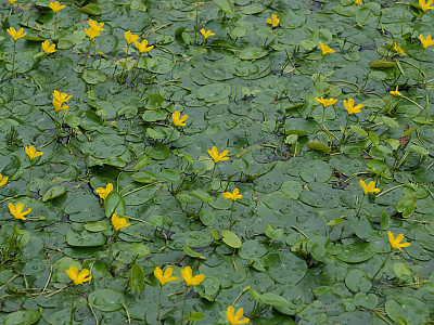 노랑어리연꽃 사진 - Nymphoides peltata (J.G.Gmelin) Kuntze Photos