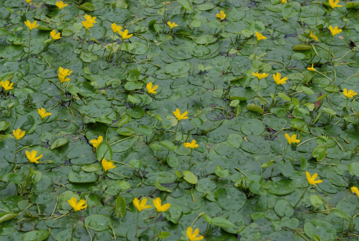 노랑어리연꽃 - Nymphoides peltata (J.G.Gmelin) Kuntze