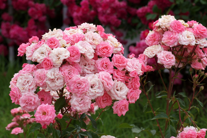 장미 - Rose, Rosa hybrida
