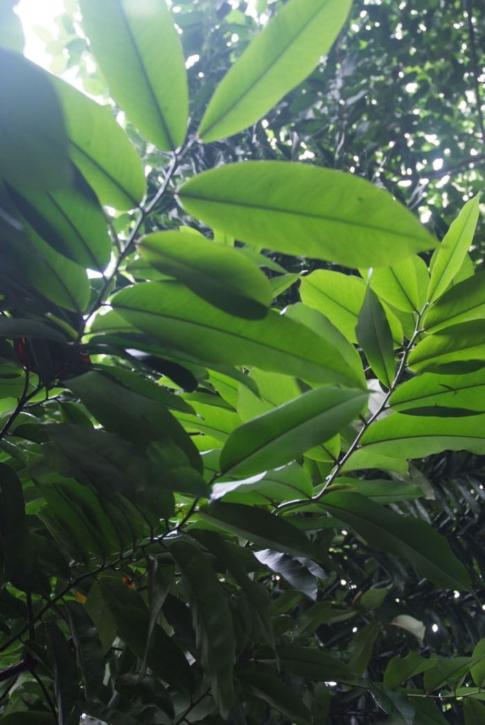 벨벳애플 - Diospyros blancoi