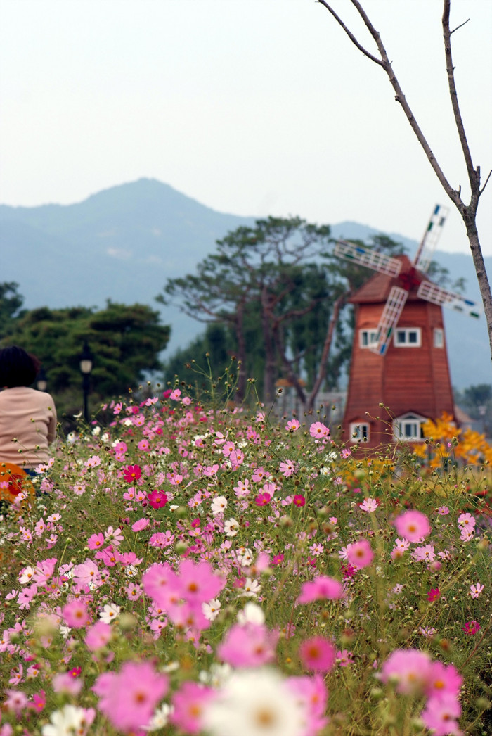 코스모스 - Browallia speciosa, Cosmos bipinnatus