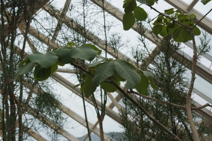 슈도봄백스 엘립티컴 - Bombax ellipticum, Shaving Brush, Shaving Brush Tree, Pseudobombax ellipticum