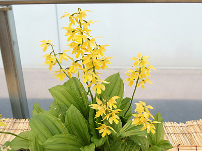 금새우난초 사진 - Calanthe discolor for. sieboldii (Decne.) Ohwi Photos
