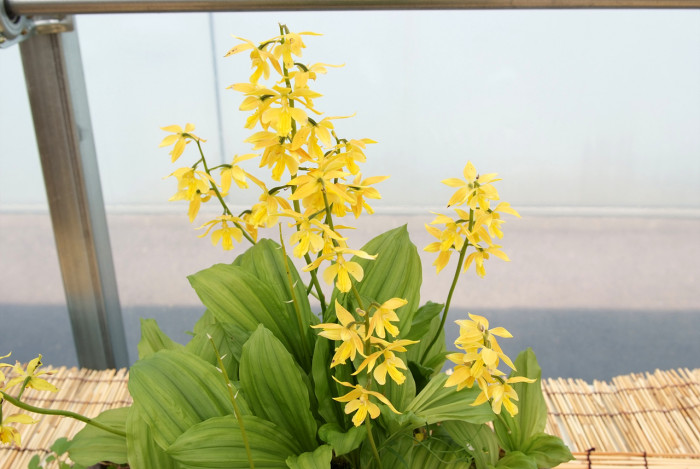 금새우난초 - Calanthe discolor for. sieboldii (Decne.) Ohwi