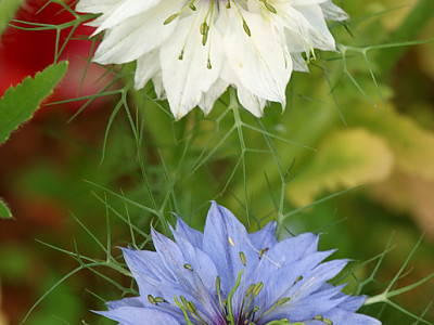니켈라 사진 - Nigella damascena Photos