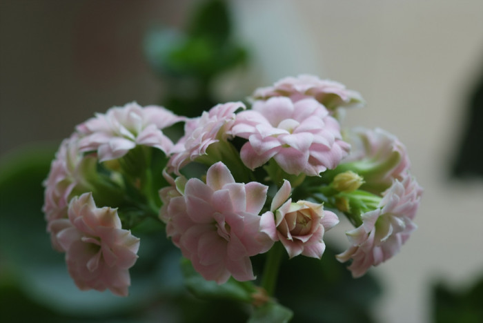 카랑코에 - Kalanchoe, Kalanchoe blossfeldiana