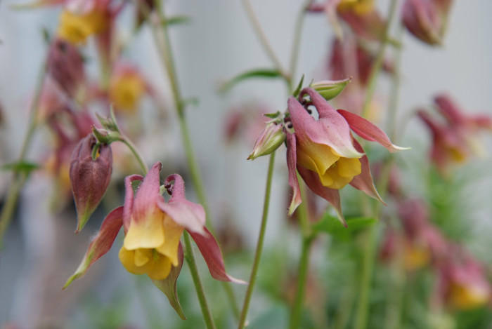 매발톱 - columbine, Aquilegia buergeriana Siebold & Zucc. var. oxysepala (Trautv. & C. A. Mey.) Kitam.