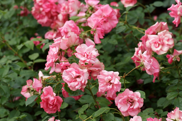 장미 - Rose, Rosa hybrida