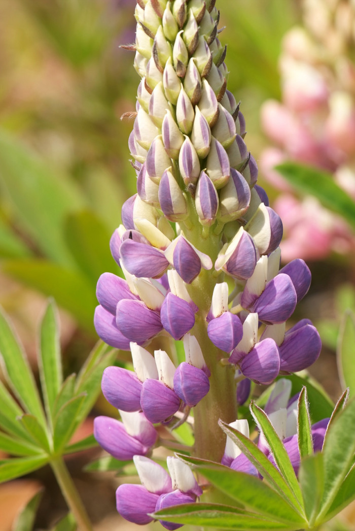루피너스 - lupine, Lupinus spp
