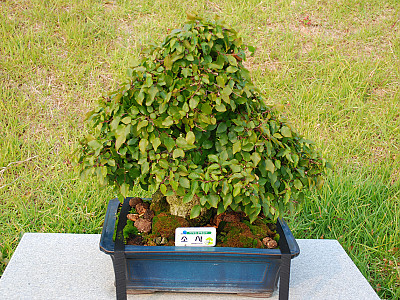 소사나무 사진 - Carpinus coreana Photos