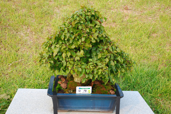 소사나무 - Korean Hornbeam, Carpinus coreana