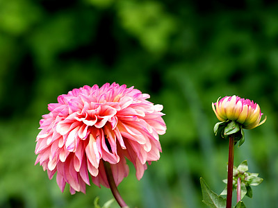 다알리아 사진 - Dahlia pinnata Cav. Photos