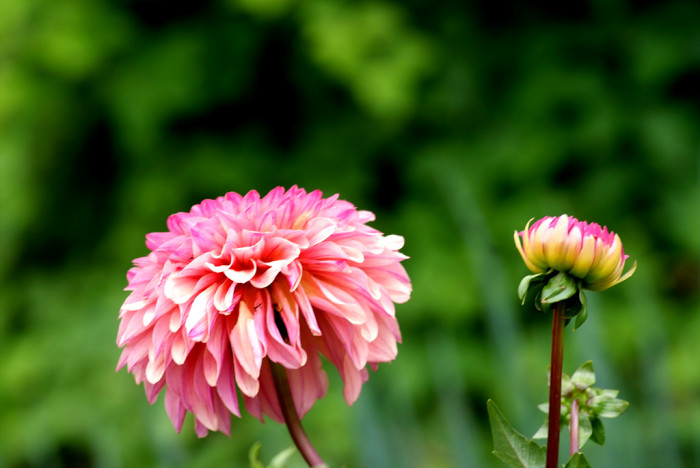 다알리아 - YELLOw BAIRD, Dahlia pinnata Cav.