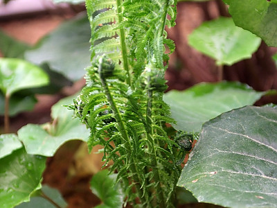 꿩고비 사진 - Osmunda cinnamomea var. fokiensis Copel. Photos