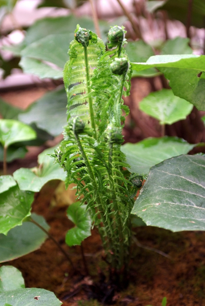 꿩고비 - Osmunda cinnamomea var. fokiensis Copel.