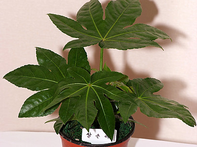 팔손이 사진 - Fatsia japonica (Thunb.) Decne. & Planch. Photos