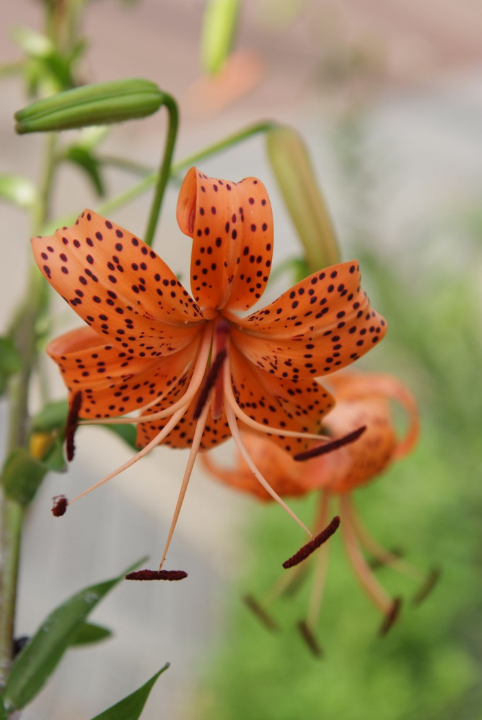 참나리 - Tiger Lily, Lilium tigrinum