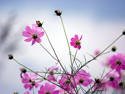 코스모스 사진 - Cosmos bipinnatus Photos