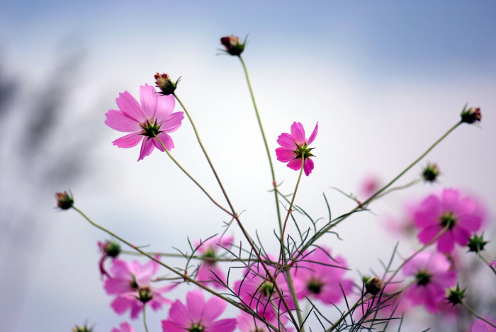 코스모스 - Browallia speciosa, Cosmos bipinnatus
