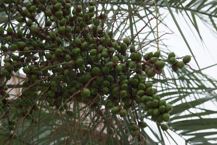카나리아야자 - Canary Island date palm, Pineapple palm, Phoenix canariensis