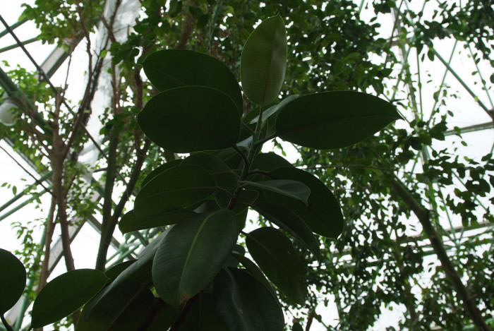 인도고무나무 - Rubber plant, Ficus elastica Roxb.