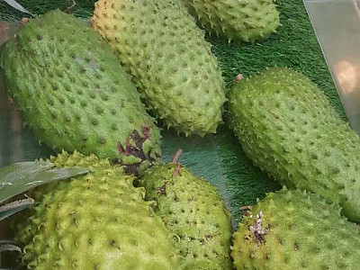 그라비올라 사진 - Annona muricata L Photos