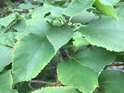 꾸지나무 사진 - Broussonetia papyrifera Photos