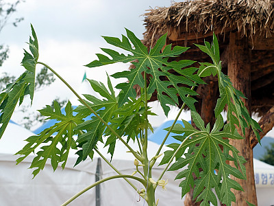 파파야 사진 - Carica papaya Photos