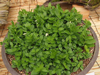 각시둥굴레 사진 - Polygonatum humile Fisch. ex Maxim. Photos