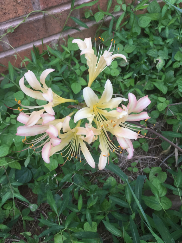 붉노랑상사화 - Lycoris flavescens M.Y.Kim & S.T.Lee