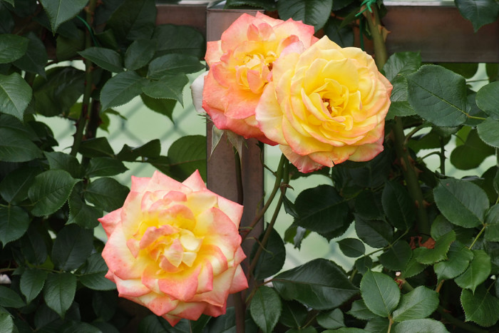 장미 - Rose, Rosa hybrida