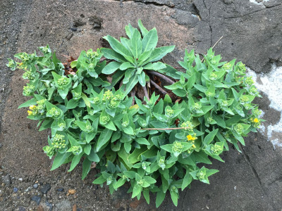 갯고들빼기 사진 - Crepidiastrum lanceolatum (Houtt.) Nakai Photos