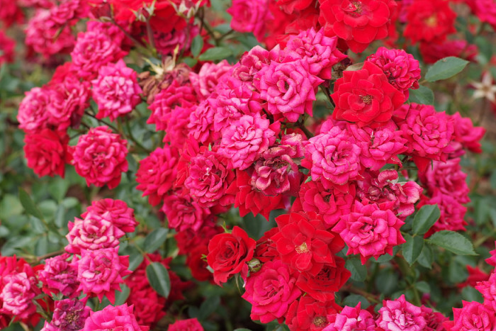 장미 - Rose, Rosa hybrida