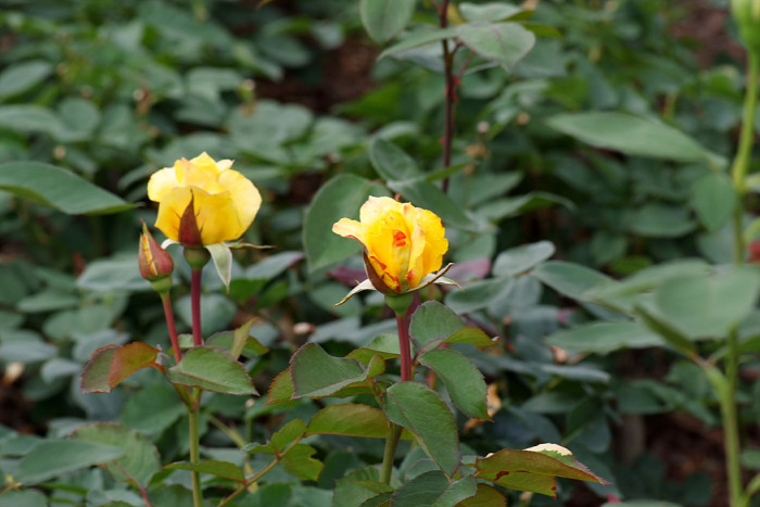 장미 - Rose, Rosa hybrida