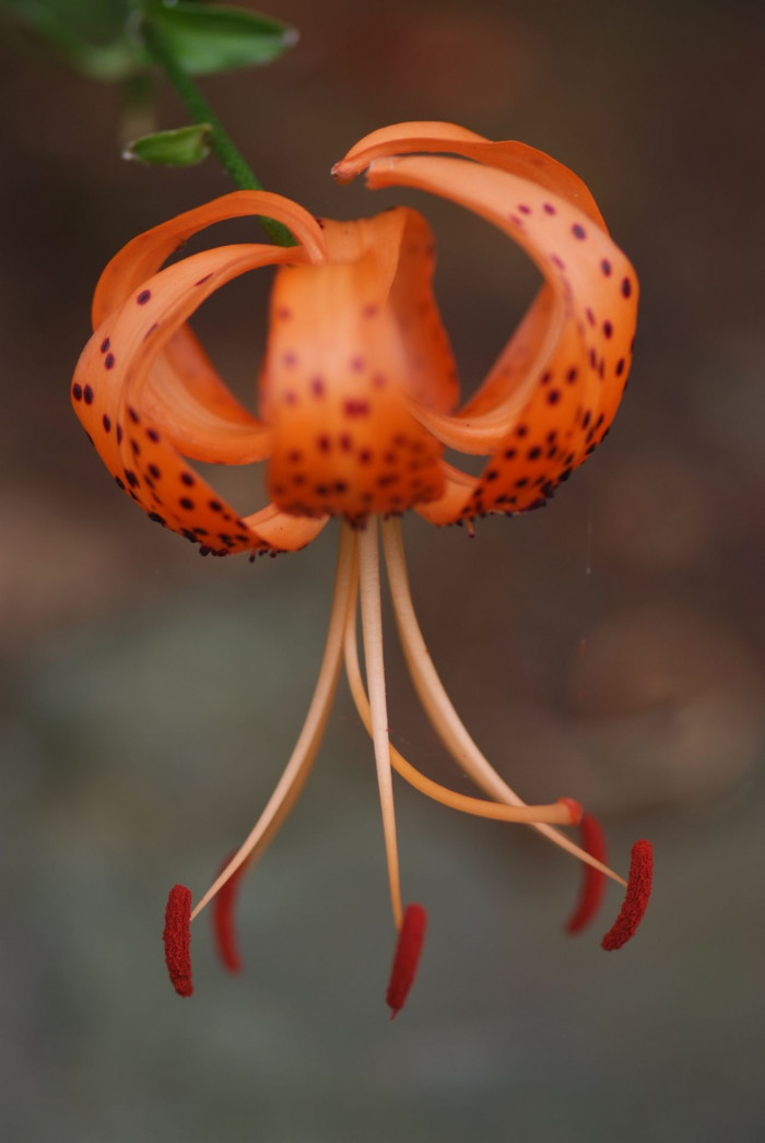 참나리 - Tiger Lily, Lilium tigrinum