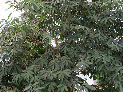 가시나무 사진 - Quercus myrsinaefolia Blume Photos
