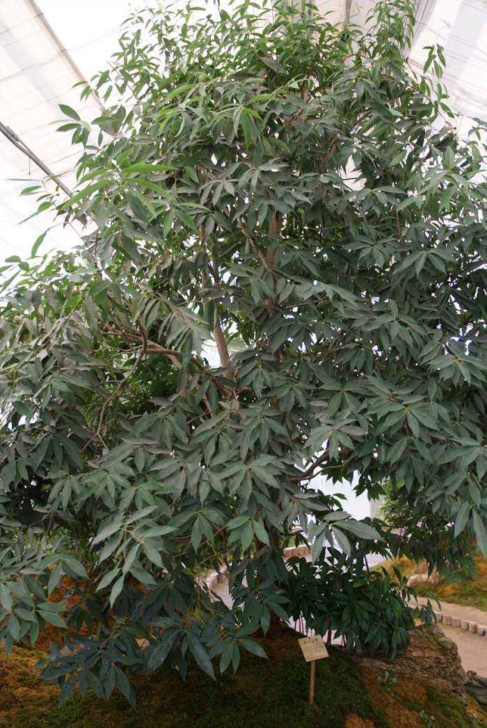 가시나무 - ㅕ뎌뎌뎌뎌뎌뎌ㅕ뎌ㅕ뎓뎌ㅕ뎌ㅕㄷ뎌ㅕ뎓, Quercus myrsinaefolia Blume