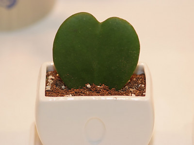 샴덩굴초 사진 - Hoya kerii Photos