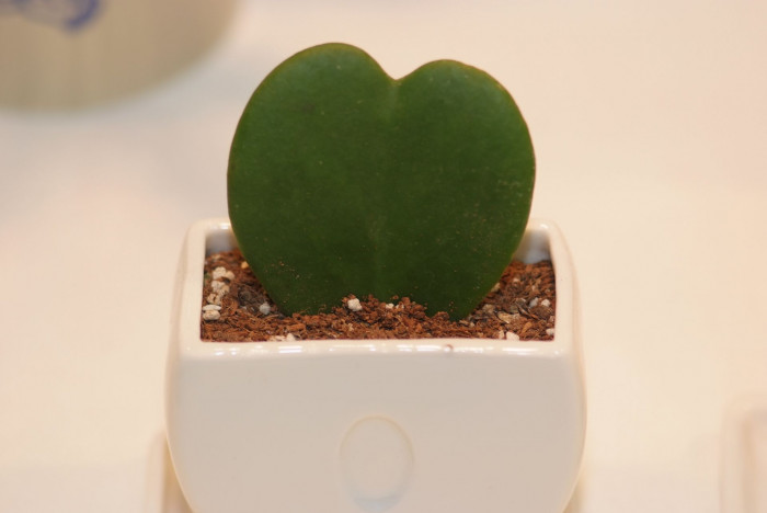 샴덩굴초 - Heart hoya, Sweetheart Hoya, Valentine Hoya, Hoya kerii