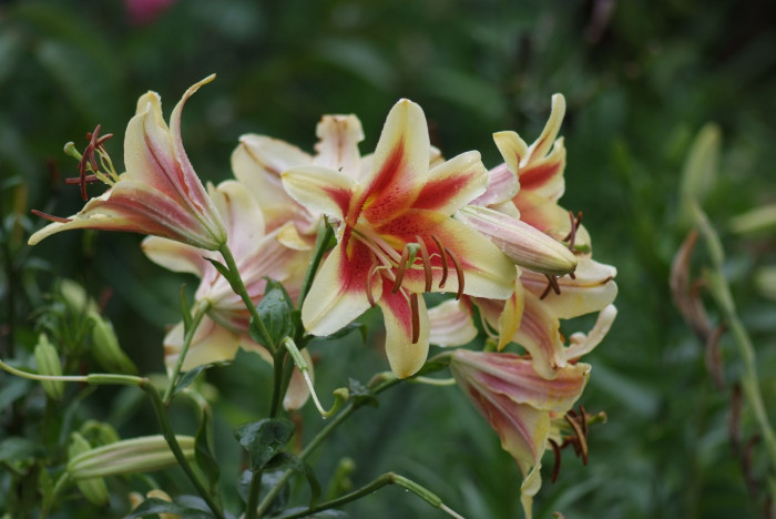 백합 - Lily, Lilium longiflorum Thunb.