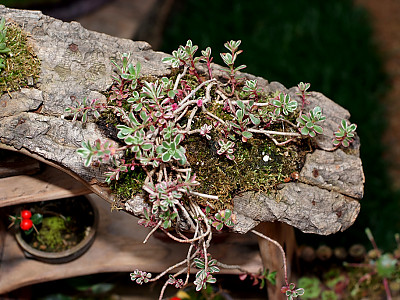 오색기린초 사진 - Sedum spurium Tricolor Photos