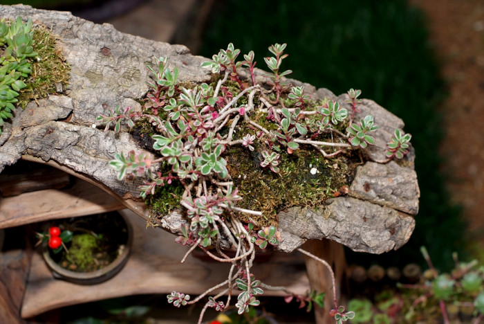 오색기린초 - Sedum spurium Tricolor